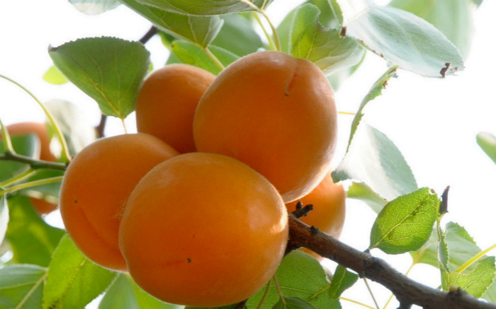 杏子的营养价值