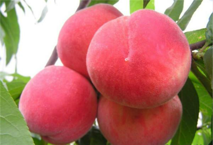 水蜜桃的作用与功效