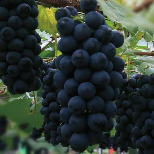 夏黑葡萄